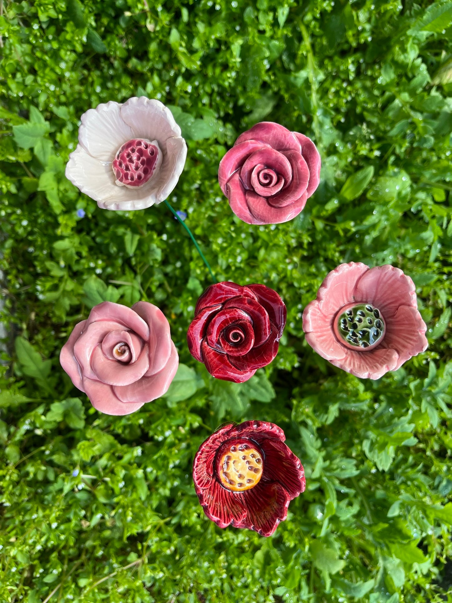 Orientalischer Mohn