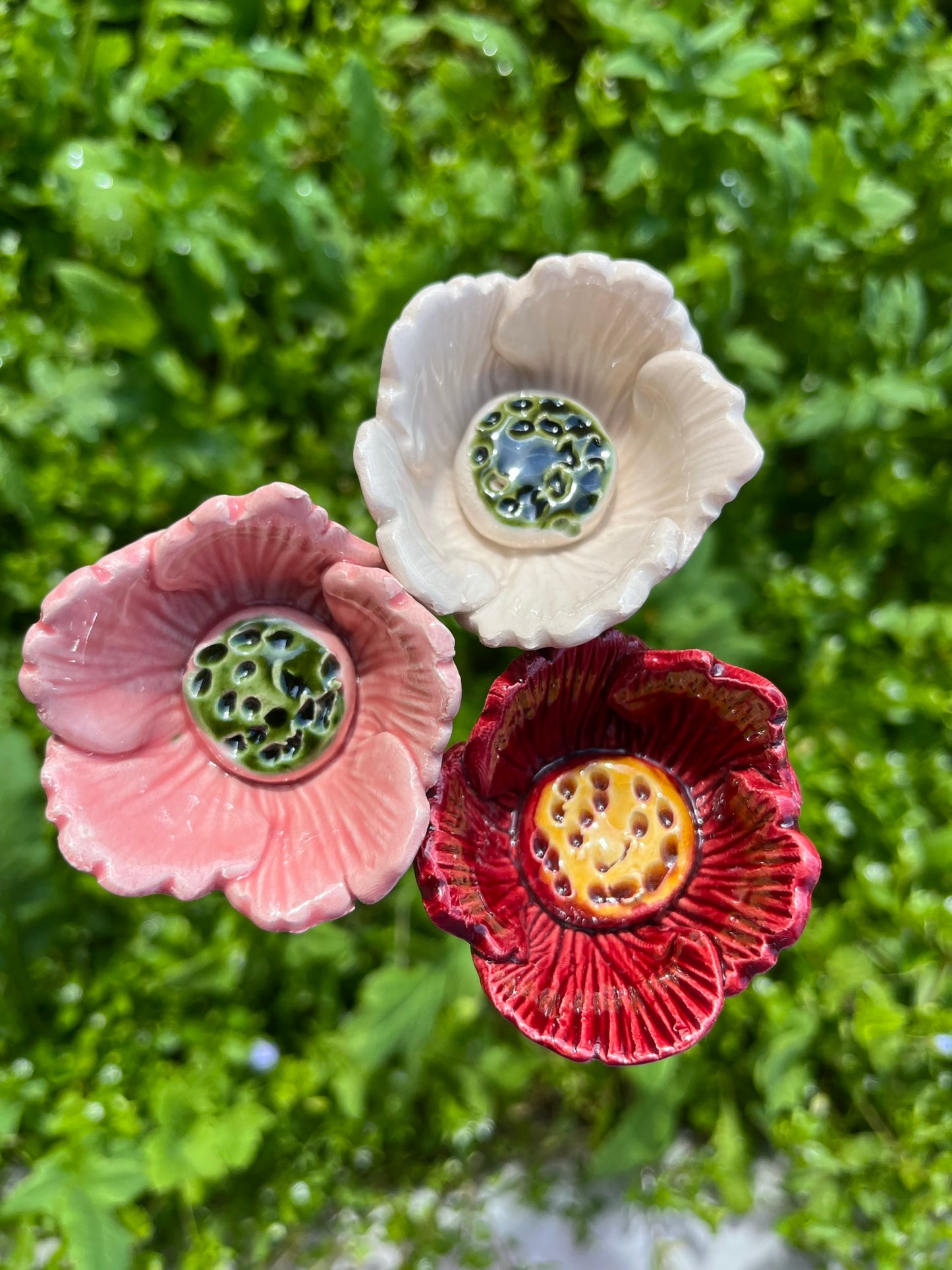 Orientalischer Mohn