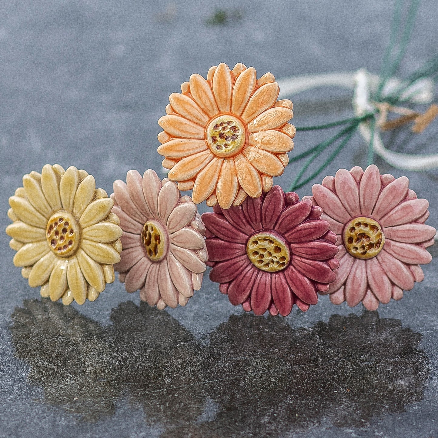 Gerbera