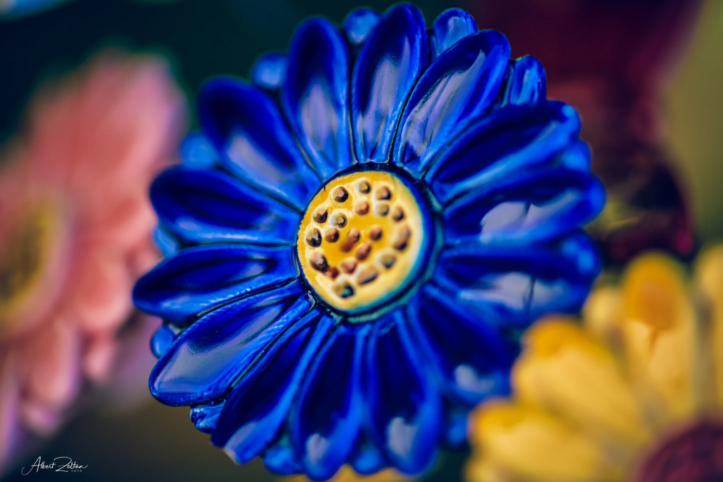 Gerbera