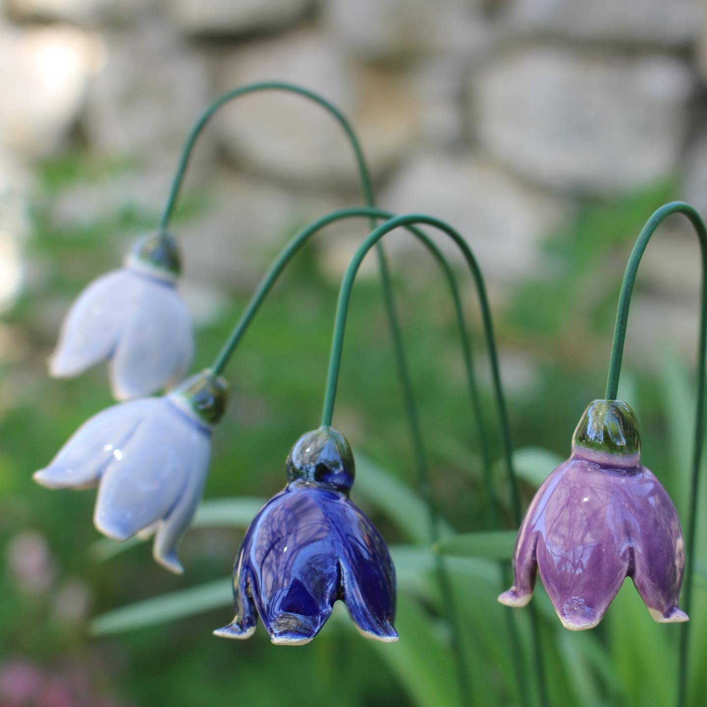 Knotenblume