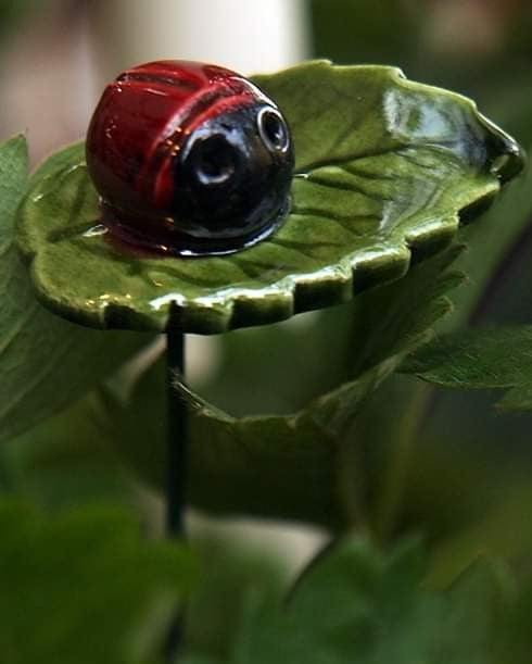 Marienkäfer auf Blatt
