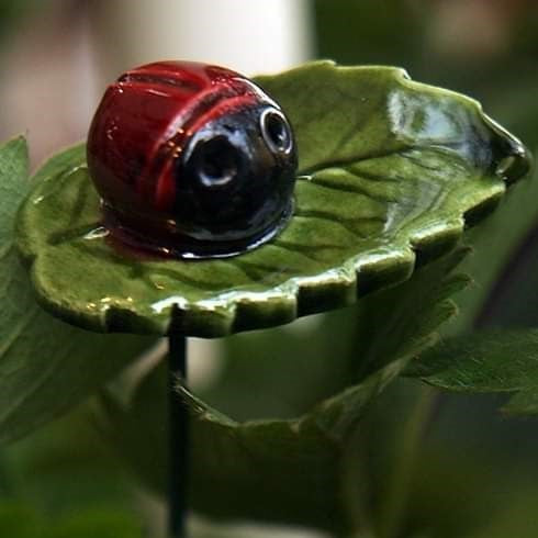 Marienkäfer auf Blatt