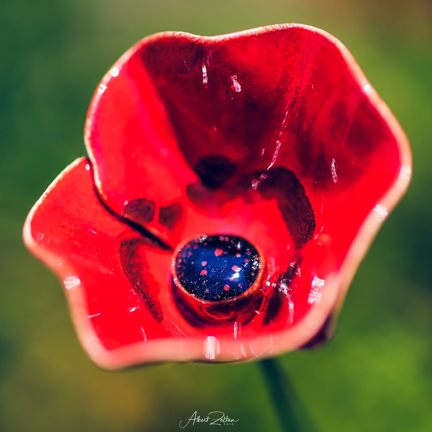 Mohnblume