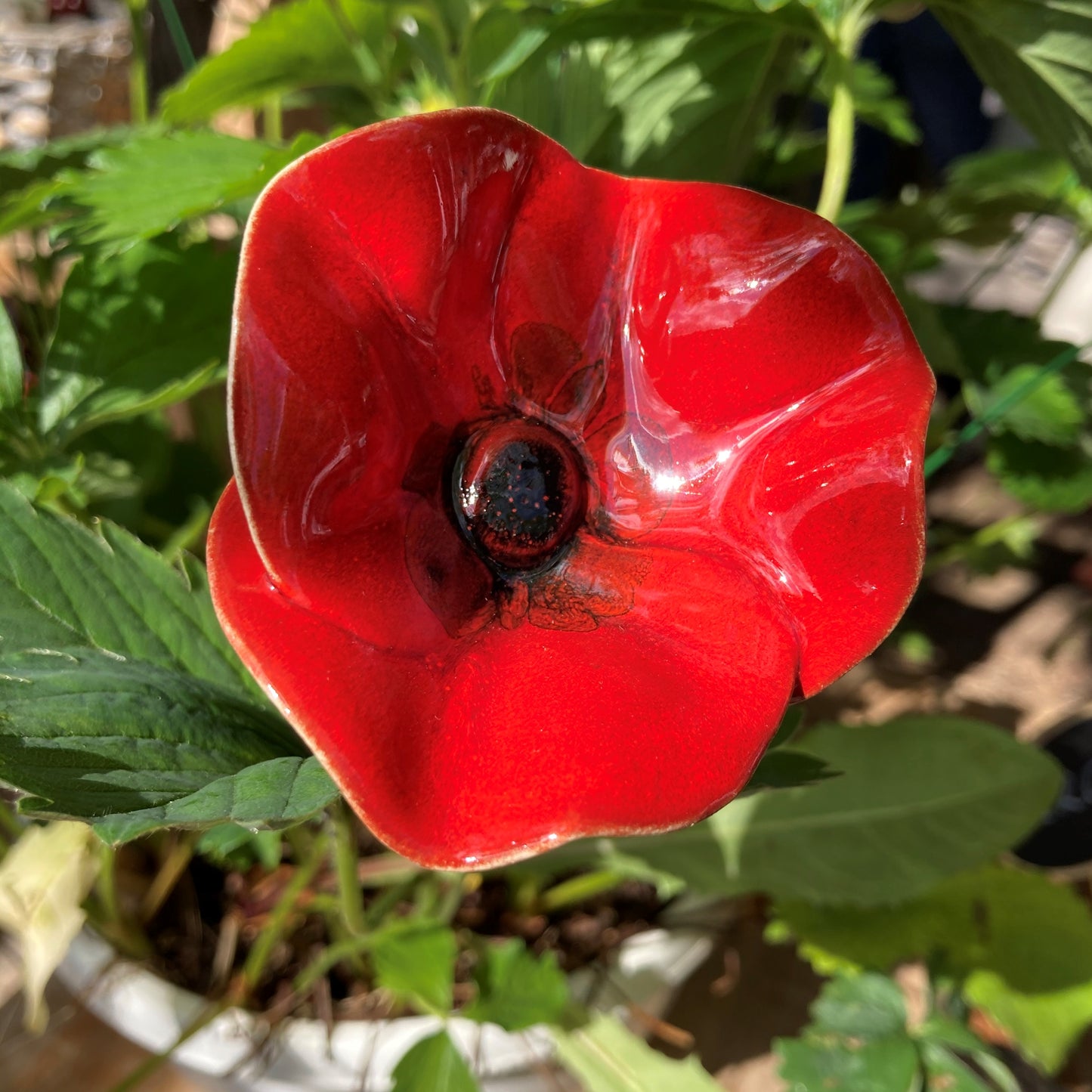Mohnblume