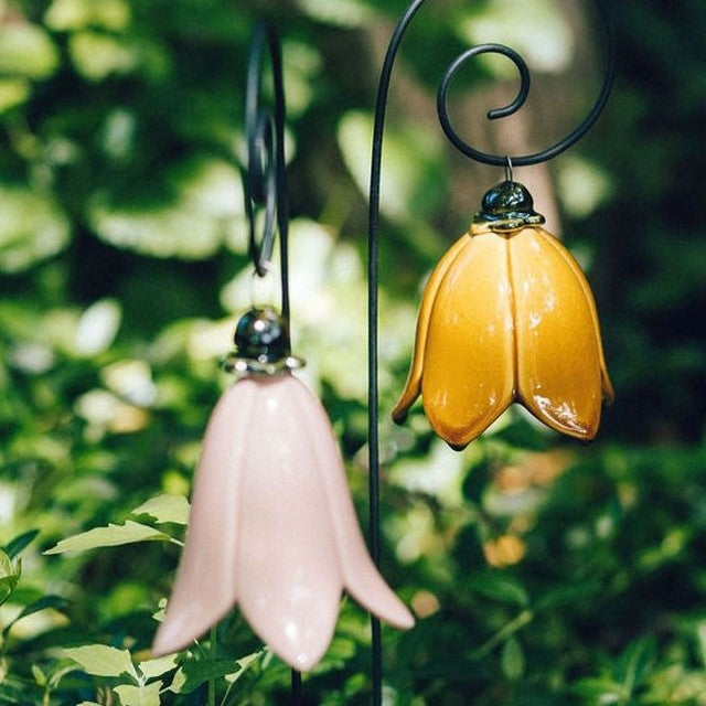 Garten Glockenblume