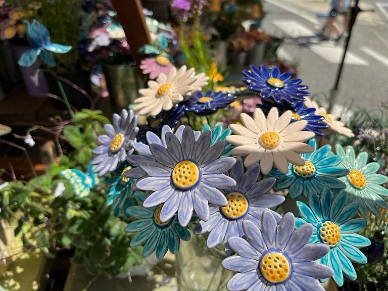 Garten-Gänseblümchen
