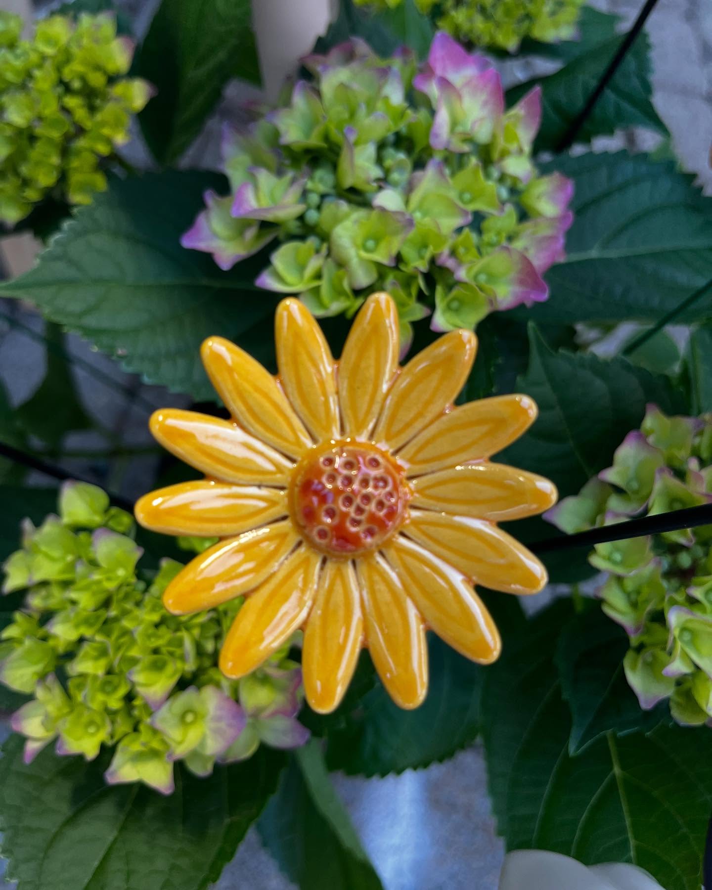 Garten-Gänseblümchen