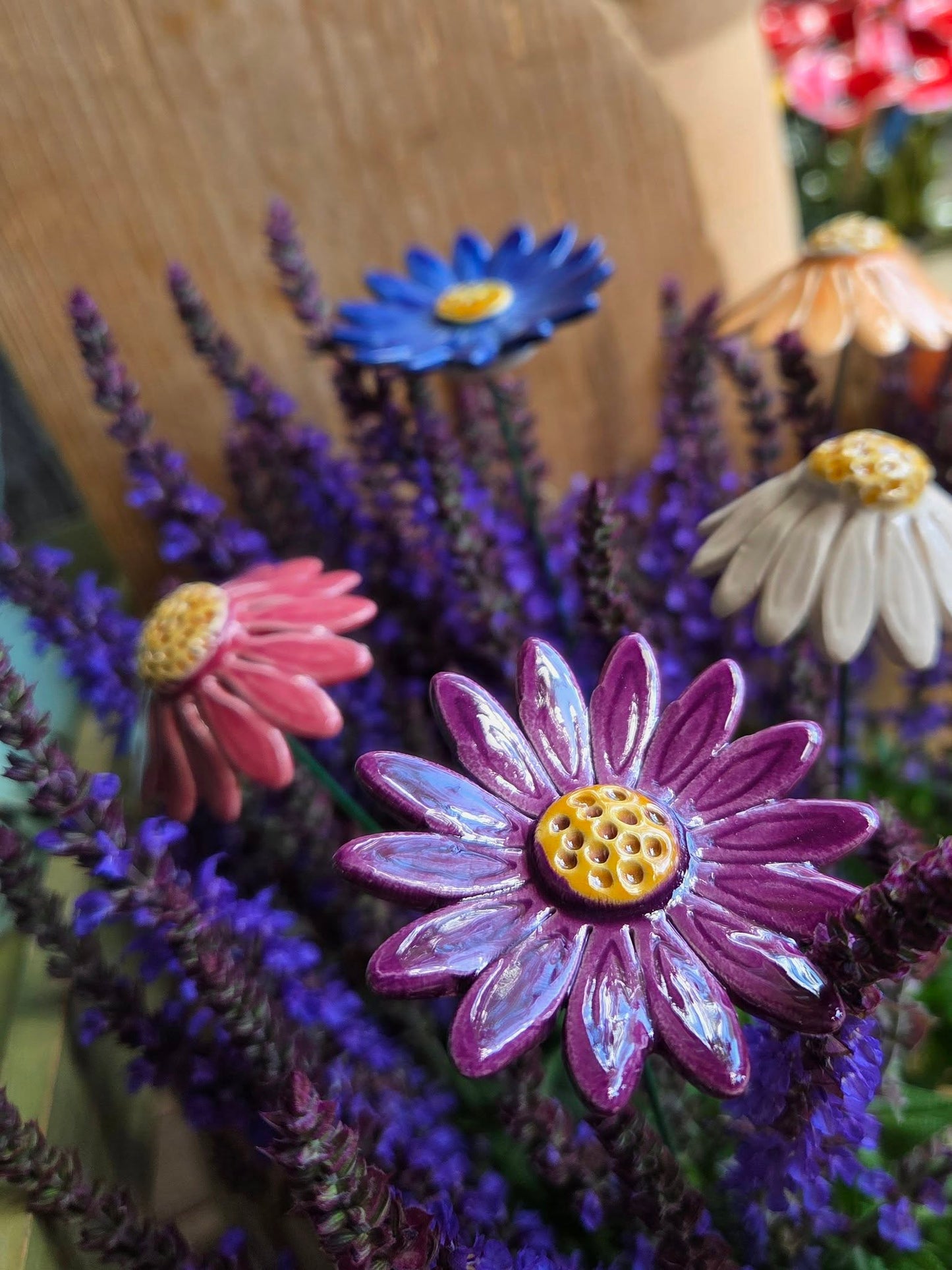 Garten-Gänseblümchen