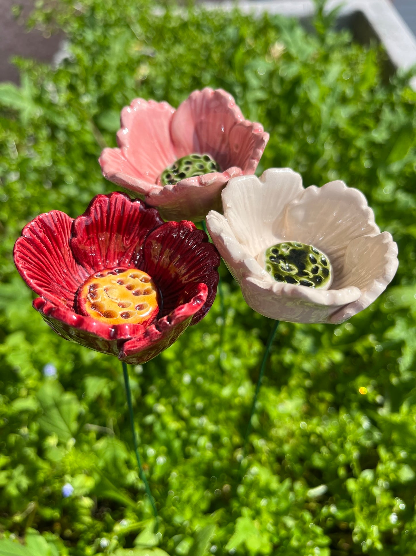 Oriental poppy