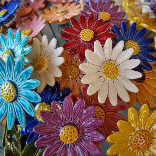 Garden Daisy