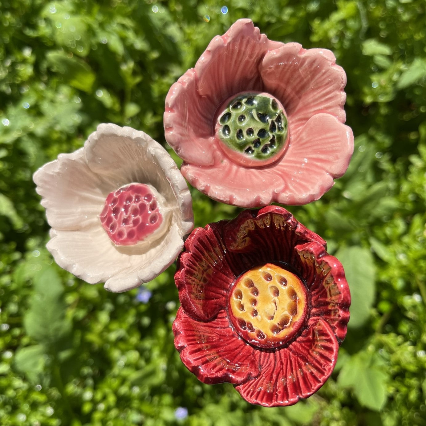 Orientalischer Mohn